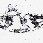 Immunohistochemical staining of human bone marrow shows strong nuclear positivity in hematopoietic cells.