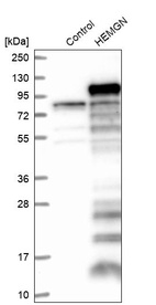 Western blot analysis in control (vector only transfected HEK293T lysate) and HEMGN over-expression lysate (Co-expressed with a C-terminal myc-DDK tag (~3.1 kDa) in mammalian HEK293T cells, LY402697).