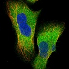 Immunofluorescent staining of human cell line U-2 OS shows localization to cytosol.