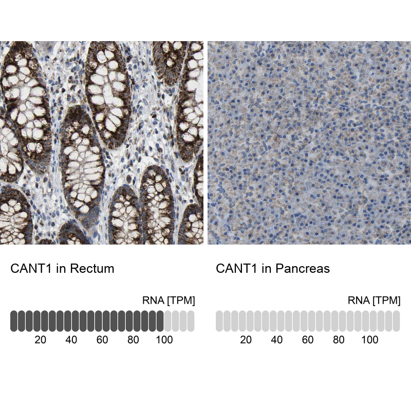 Anti-CANT1 Antibody