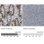 Anti-CANT1 Antibody