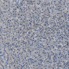 Immunohistochemical staining of human pancreas shows low expression as expected.