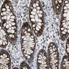 Immunohistochemical staining of human rectum shows high expression.