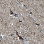 Immunohistochemical staining of human cerebral cortex using Anti-CANT1 antibody HPA019627.
