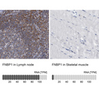 Anti-FNBP1 Antibody