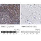 Anti-FNBP1 Antibody