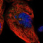 Immunofluorescent staining of human cell line A-431 shows localization to centrosome.