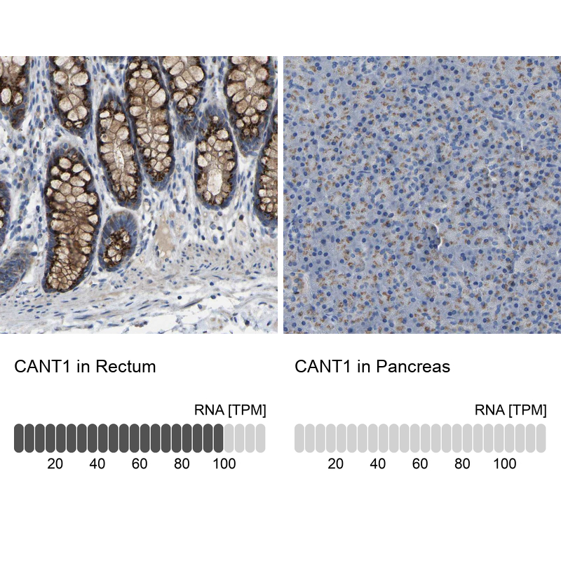 Anti-CANT1 Antibody