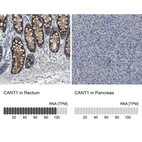 Anti-CANT1 Antibody