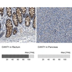 Anti-CANT1 Antibody