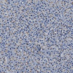 Immunohistochemical staining of human pancreas shows low expression as expected.