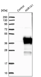 Western blot analysis in control (vector only transfected HEK293T lysate) and AKR1A1 over-expression lysate (Co-expressed with a C-terminal myc-DDK tag (~3.1 kDa) in mammalian HEK293T cells, LY401826).