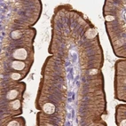Immunohistochemical staining of human duodenum using Anti-ANXA13 antibody HPA019650.