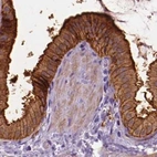 Immunohistochemical staining of human gallbladder using Anti-ANXA13 antibody HPA019650.
