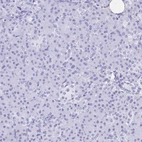 Immunohistochemical staining of human pancreas shows no positivity in exocrine glandular cells.