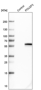Western blot analysis in control (vector only transfected HEK293T lysate) and POU2F3 over-expression lysate (Co-expressed with a C-terminal myc-DDK tag (~3.1 kDa) in mammalian HEK293T cells, LY415336).