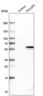 Western blot analysis in control (vector only transfected HEK293T lysate) and POU2F3 over-expression lysate (Co-expressed with a C-terminal myc-DDK tag (~3.1 kDa) in mammalian HEK293T cells, LY415336).