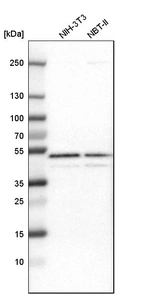 Western blot analysis in mouse cell line NIH-3T3 and rat cell line NBT-II.