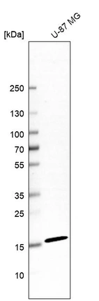 Western blot analysis in human cell line U-87 MG.
