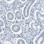 Immunohistochemical staining of human endometrium shows no positivity in glandular cells as expected.