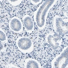 Immunohistochemical staining of human endometrium shows no positivity in glandular cells as expected.