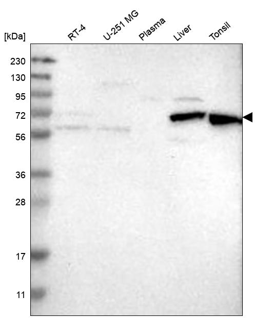 Anti-HDAC10 Antibody