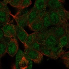 Immunofluorescent staining of human cell line Hep-G2 shows localization to nucleoplasm & cytosol.