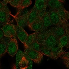 Immunofluorescent staining of human cell line Hep-G2 shows localization to nucleoplasm & cytosol.