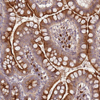 Immunohistochemical staining of human small intestine shows strong cytoplasmic positivity in glandular cells.