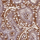 Immunohistochemical staining of human small intestine shows strong cytoplasmic positivity in glandular cells.