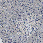 Immunohistochemical staining of human pancreas shows no positivity in exocrine glandular cells as expected.