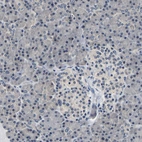 Immunohistochemical staining of human pancreas shows no positivity in exocrine glandular cells as expected.
