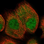 Immunofluorescent staining of human cell line A-431 shows localization to nucleoplasm & cytosol.