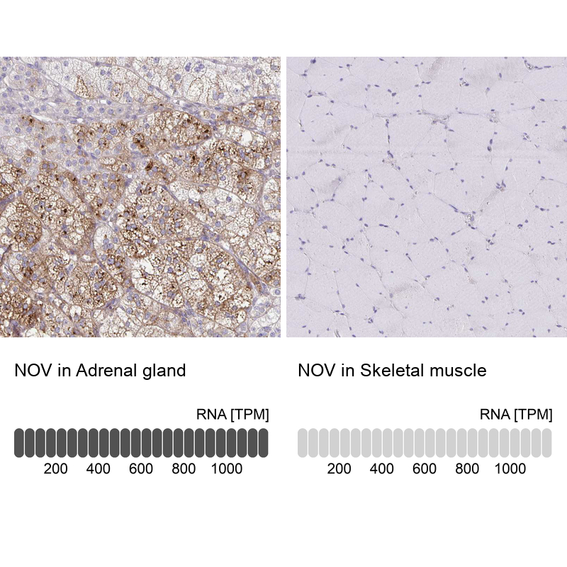 Anti-NOV Antibody