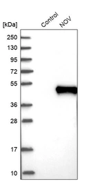 Western blot analysis in control (vector only transfected HEK293T lysate) and NOV over-expression lysate (Co-expressed with a C-terminal myc-DDK tag (~3.1 kDa) in mammalian HEK293T cells, LY400897).