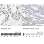 Immunohistochemistry analysis in human testis and skeletal muscle tissues using HPA019687 antibody. Corresponding THOC1 RNA-seq data are presented for the same tissues.