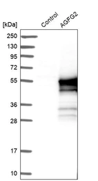 Western blot analysis in control (vector only transfected HEK293T lysate) and AGFG2 over-expression lysate (Co-expressed with a C-terminal myc-DDK tag (~3.1 kDa) in mammalian HEK293T cells, LY401830).