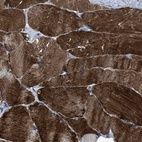 Anti-TRIM54 Antibody