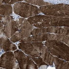 Anti-TRIM54 Antibody