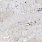 Immunohistochemical staining of human skeletal muscle shows low expression as expected.