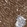 Anti-PPID Antibody