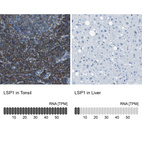 Anti-LSP1 Antibody