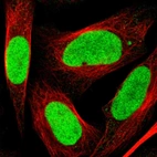 Immunofluorescent staining of human cell line U-2 OS shows localization to nucleoplasm.