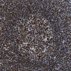 Immunohistochemical staining of human tonsil shows strong nuclear positivity in lymphoid cells.