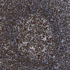 Immunohistochemical staining of human tonsil shows strong nuclear positivity in lymphoid cells.