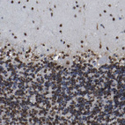 Immunohistochemical staining of human cerebellum shows strong nuclear positivity in Purkinje cells and cells in granular and molecular layer.