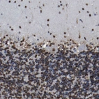 Immunohistochemical staining of human cerebellum shows strong nuclear positivity in Purkinje cells and cells in granular and molecular layer.