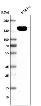Anti-RBL2 Antibody
