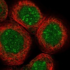 Immunofluorescent staining of human cell line A-431 shows localization to nucleus & nucleoli.
