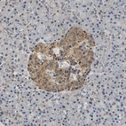 Immunohistochemical staining of human pancreas shows moderate cytoplasmic positivity in islets of Langerhans.